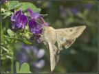 Una succhiata e via