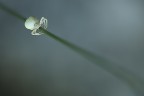 La discesa