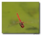 La Rossa in Volo...