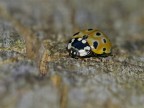 cocinella? mai vista di questo colore