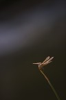 Sulla riva del fiume