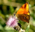 Arancio