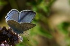 la farfalla