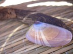 riflessi del sole sulla natura