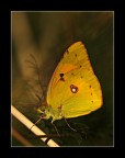 giallosa..