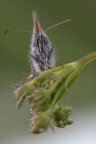 Farfalla accademica (ripresa nei giardini della mia universi