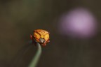 Nuvola Viola