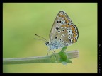 Farfalla
