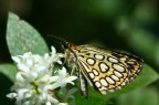 Farfalla
