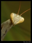 Giovane mantide