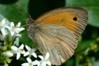 Farfalla 2