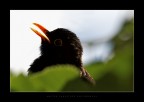 Bird Portrait