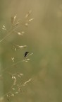Pensatore solitario