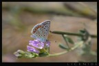 Licenide