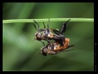 Moschine birichine