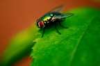 5D + 180L Macro + EF 25 II + EX 1.4x