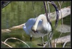 cigno