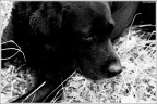 un altro ritratto di un cane :)