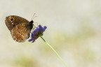 Farfalla in controluce