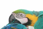 pappagallo in hd