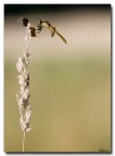 Libellula