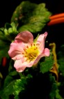 Fior di fragola2