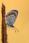 Licenide e spirotromba