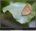 Questa farfallina riposava nell'incavo della foglia ondulata e cullata da una leggera brezza