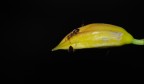 Primi tentativi di macro