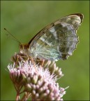 Madreperla