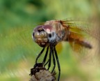 Un crop della Libellula Fabiola...