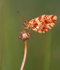 Boloria dia