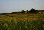 Casale e girasoli!!! Casale e girasoli!!!