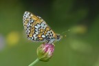 Farfalla di profilo bis