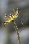 Tipula sul monte Cocuzzo