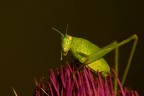 verde..... sul viola! verde..... sul viola!