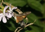 macroglossa stellatarum macroglossa stellatarum