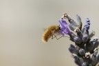 Aggrappato al fiore