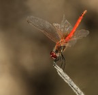aletta spezzata