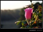 Alba rosa
