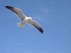 gabbiano in volo sul mar Bianoc - Agosto 2006