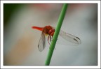 Natura 5