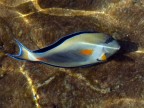 Pesce Chirurgo Sohal - Mar Rosso