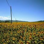 girasoli