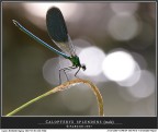 Illuminata... da un raggio di sole! (Parte II)