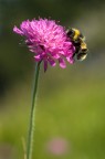Prime macro