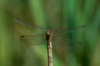 sigma 180mm, iso200, f9, 1/500 sec., luce naturale, mano libera.
