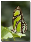 Farfalla