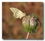 Papilio Macaon