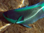 Mar Rosso - Sharm 2007
